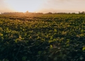 Confederação da Agricultura e Pecuária prevê aumento de 2,5% do PIB do Agronegócio no Brasil