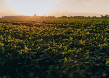 Confederação da Agricultura e Pecuária prevê aumento de 2,5% do PIB do Agronegócio no Brasil