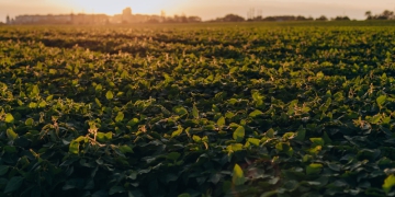 Confederação da Agricultura e Pecuária prevê aumento de 2,5% do PIB do Agronegócio no Brasil