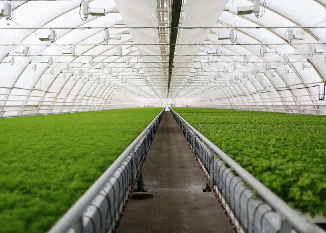 Agricultura Irrigada