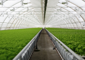 Agricultura Irrigada