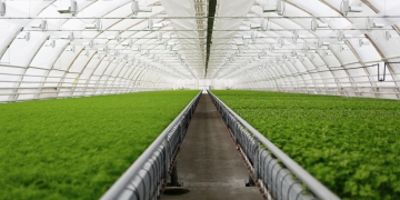 Agricultura Irrigada