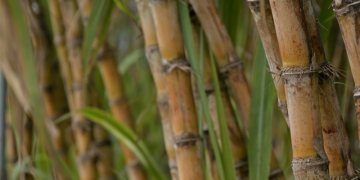 Tradicional Herbishow acontece em 24 e 25 de maio