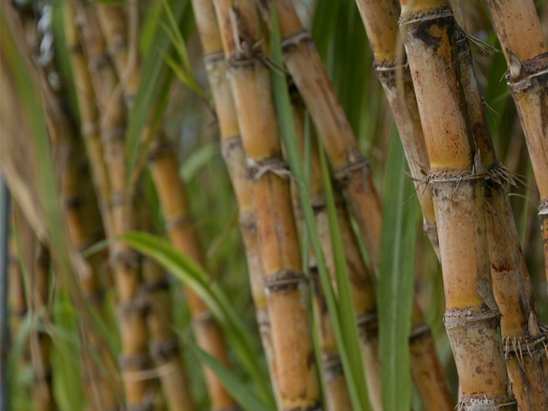 Tradicional Herbishow acontece em 24 e 25 de maio