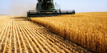 Queda na safra de trigo argentino tem reflexo no Brasil
