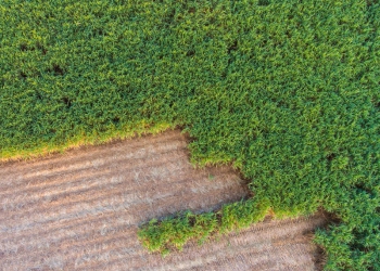 Alagoas encerra safra de cana-de-açúcar 2022/23 com crescimento de 14,5%