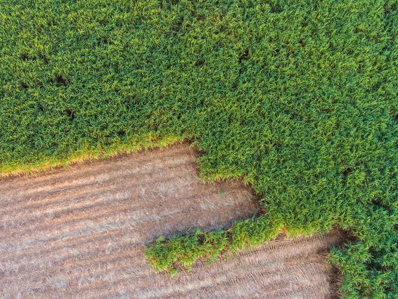 Alagoas encerra safra de cana-de-açúcar 2022/23 com crescimento de 14,5%