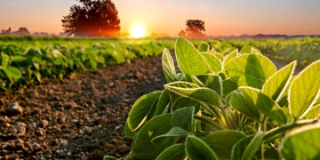 Argentina se torna o 2º destino da soja brasileira
