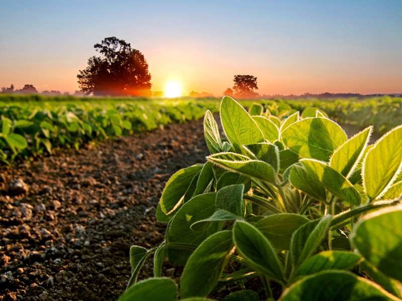 Argentina se torna o 2º destino da soja brasileira