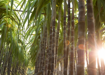 Energia que vem da cana: bioeletricicade cresce 30% em 2023