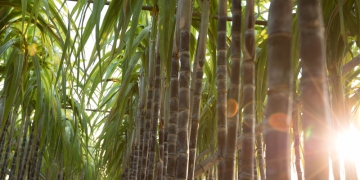 Energia que vem da cana: bioeletricicade cresce 30% em 2023