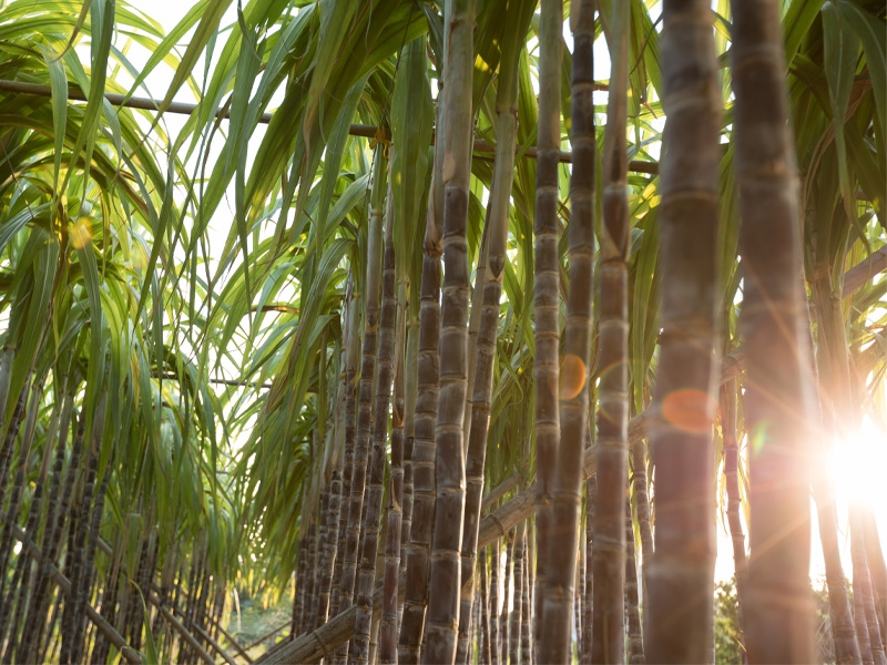 Energia que vem da cana: bioeletricicade cresce 30% em 2023