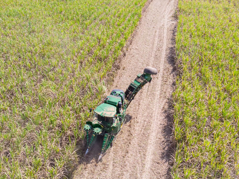 Cana-de-açúcar no Centro-Sul: produção mantém trajetória de crescimento
