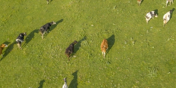 Estoques de carne bovina são liberados na China