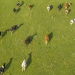 Estoques de carne bovina são liberados na China