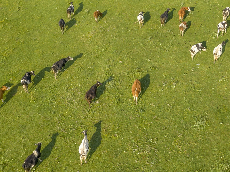 Estoques de carne bovina são liberados na China