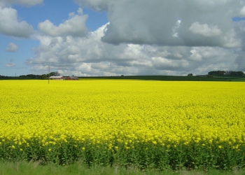 A importância da cultura de cobertura