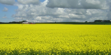A importância da cultura de cobertura