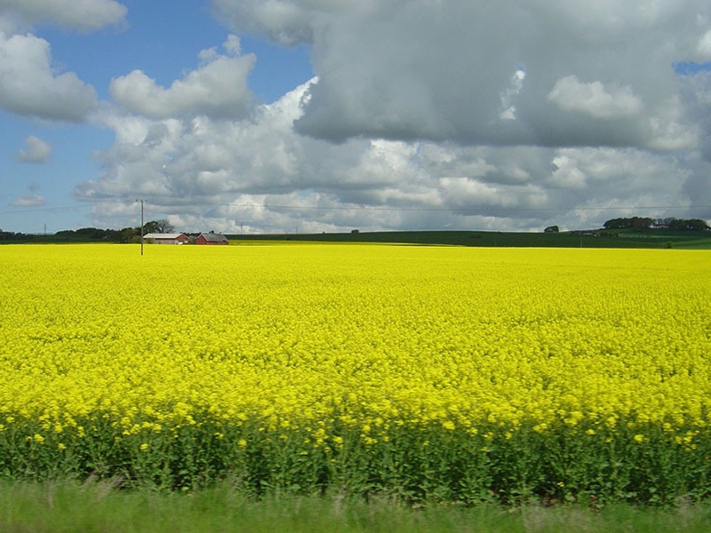 A importância da cultura de cobertura