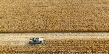 Colheita da safrinha: confira dicas para melhorar a produtividade