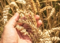 Embrapa: referência em pesquisa com trigo no Brasil