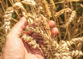 Embrapa: referência em pesquisa com trigo no Brasil