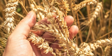 Embrapa: referência em pesquisa com trigo no Brasil