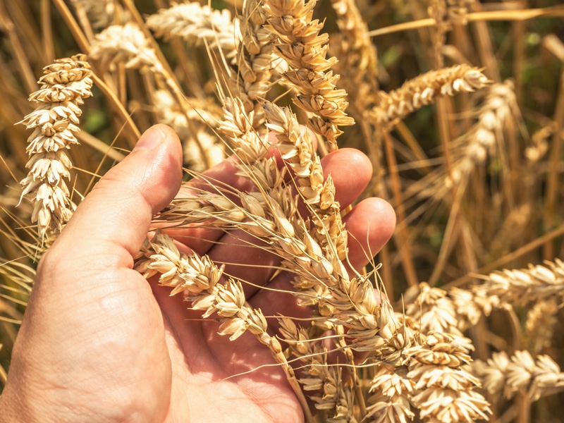 Embrapa: referência em pesquisa com trigo no Brasil