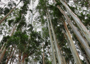 Florestas plantadas no Brasil ocupam cerca de 9,5 milhões de hectares