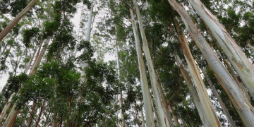 Florestas plantadas no Brasil ocupam cerca de 9,5 milhões de hectares