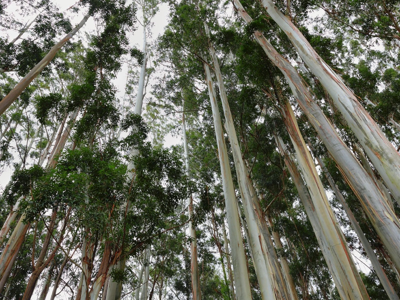 Florestas plantadas no Brasil ocupam cerca de 9,5 milhões de hectares