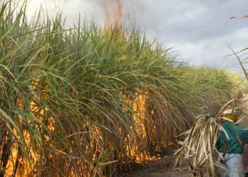 Prevenção aos incêndios em canaviais