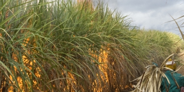 Prevenção aos incêndios em canaviais