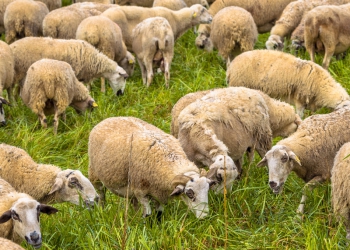 Ciência abre novas oportunidades na produção de caprinos e ovinos