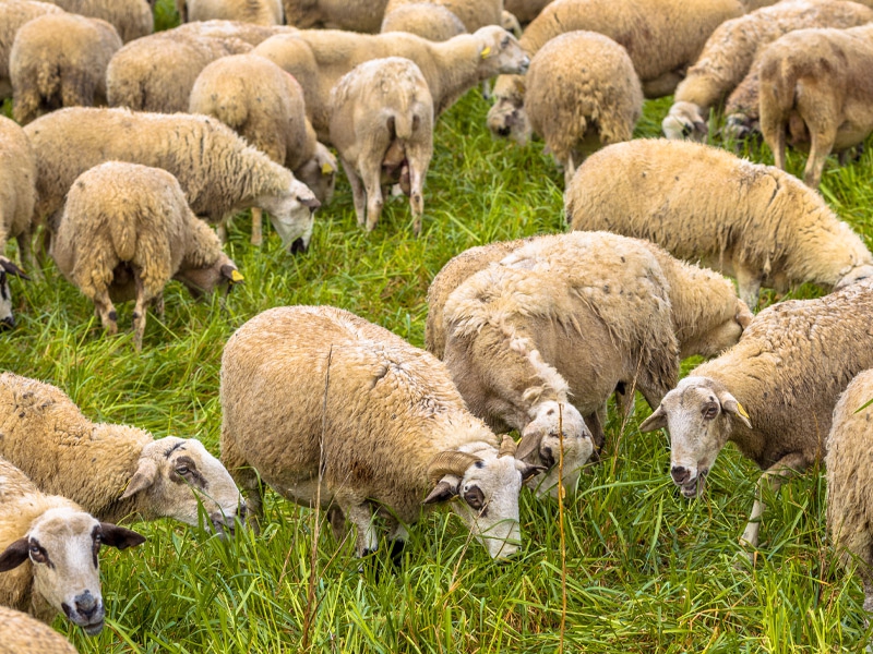 Ciência abre novas oportunidades na produção de caprinos e ovinos