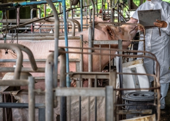 Início do inverno: estratégias para mitigar o estresse térmico em suínos