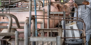 Início do inverno: estratégias para mitigar o estresse térmico em suínos
