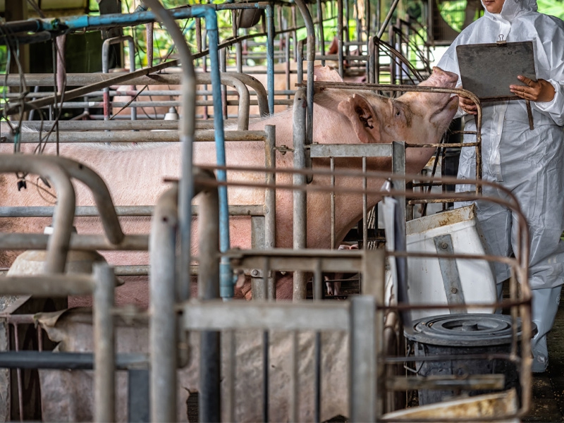 Início do inverno: estratégias para mitigar o estresse térmico em suínos
