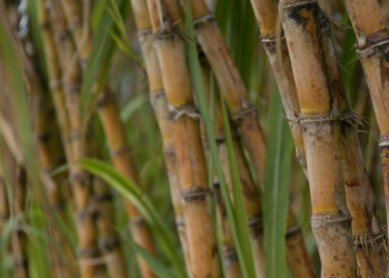 Porto do Açu mira biomassa de cana para produção de metanol verde