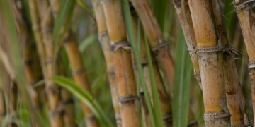 Porto do Açu mira biomassa de cana para produção de metanol verde