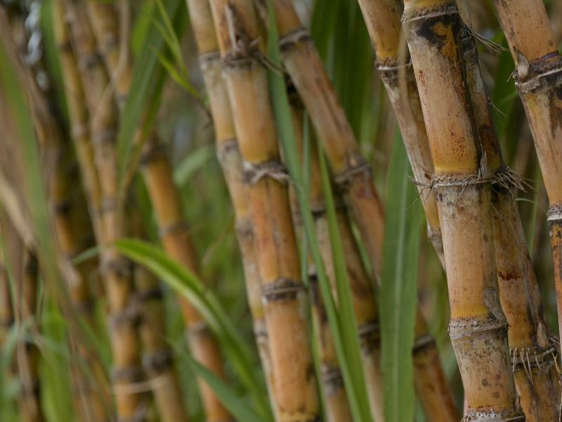 Porto do Açu mira biomassa de cana para produção de metanol verde