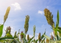 Previsão de crescimento da produção brasileira de sorgo