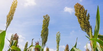 Previsão de crescimento da produção brasileira de sorgo
