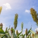 Previsão de crescimento da produção brasileira de sorgo