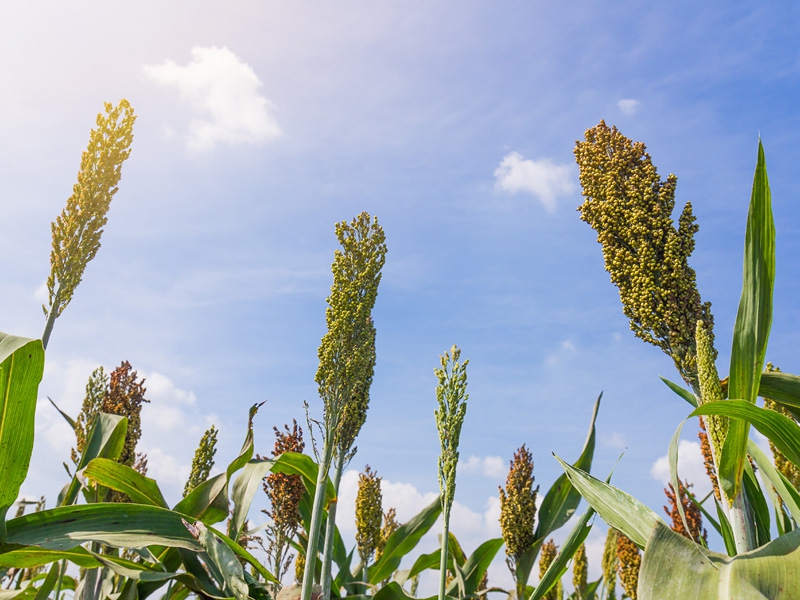 Previsão de crescimento da produção brasileira de sorgo
