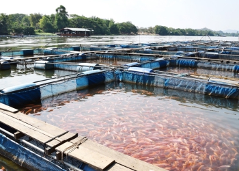 Produção brasileira de peixes de cultivo cresceu 2,3% em 2022