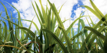 RenovaBio evita emissão de 94,5 milhões de toneladas de CO2
