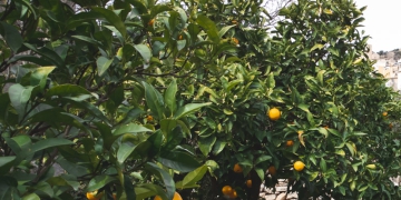 Safra de laranja 2023/24 do cinturão citrícola de SP e MG é estimada em 309,34 milhões de caixas