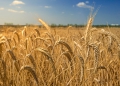 Safra de trigo do RS deve ser a segunda maior da história