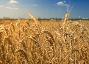 Safra de trigo do RS deve ser a segunda maior da história